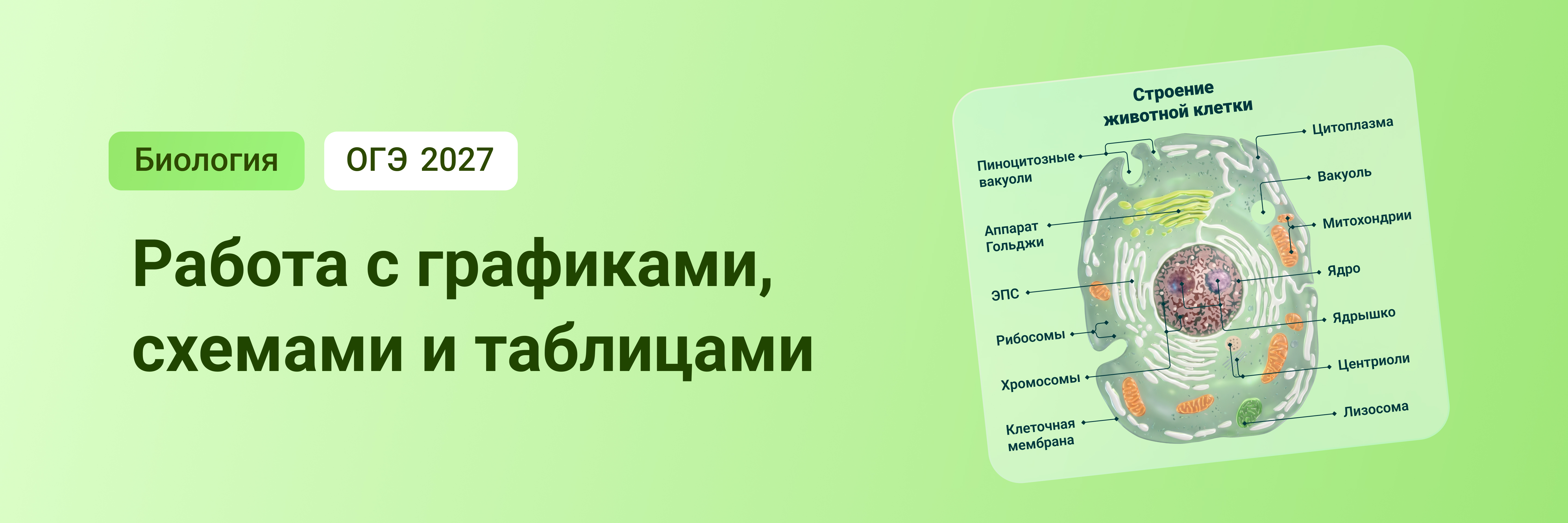 Баннер